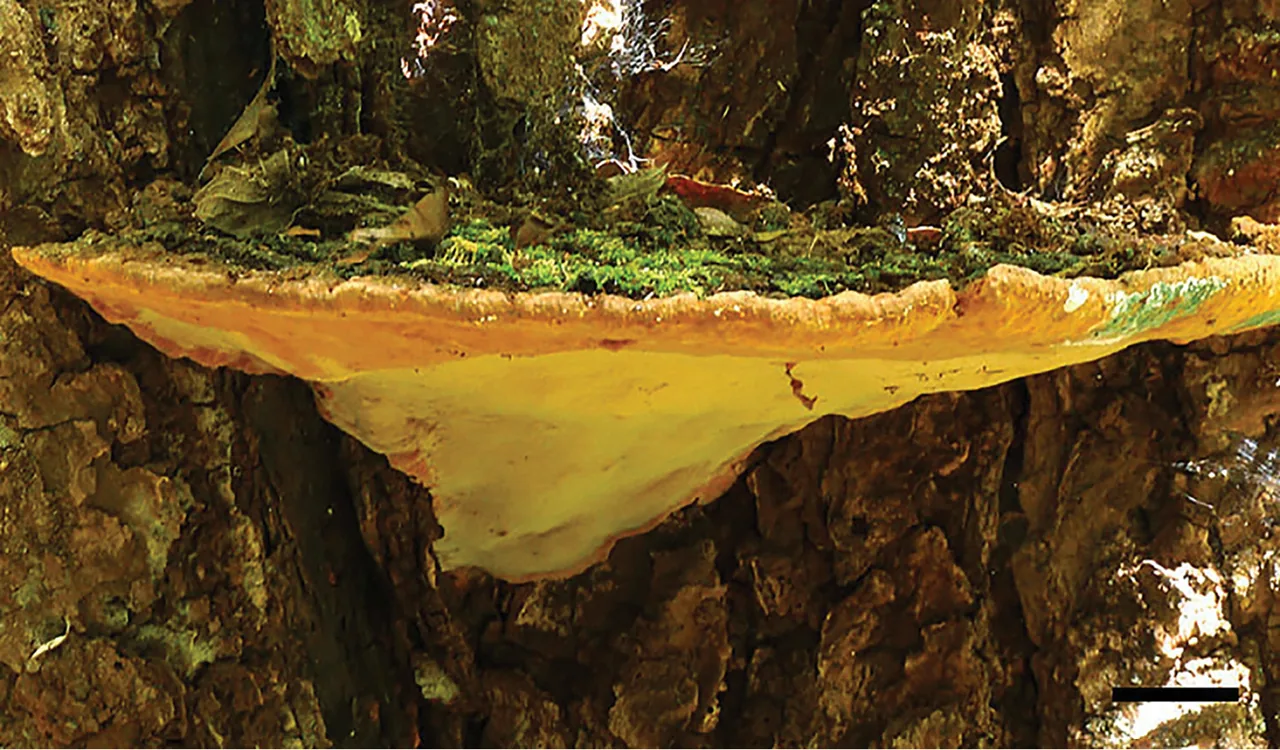 Fulvifomes krugiodendri (Fulvifomes krugiodendri) — photo mycologique