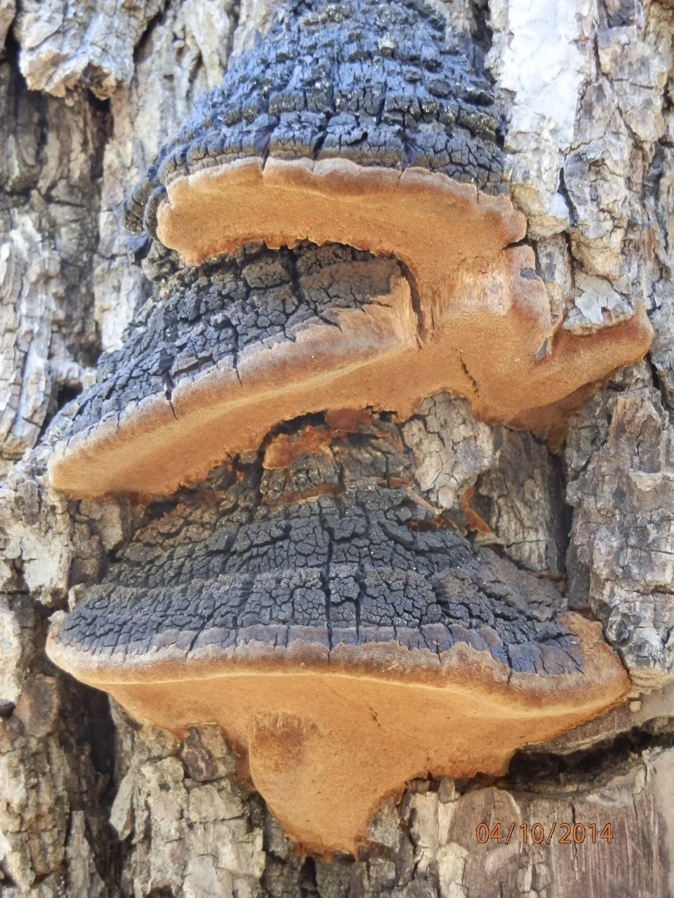 Fulvifomes scaber (Fulvifomes scaber) — photo mycologique