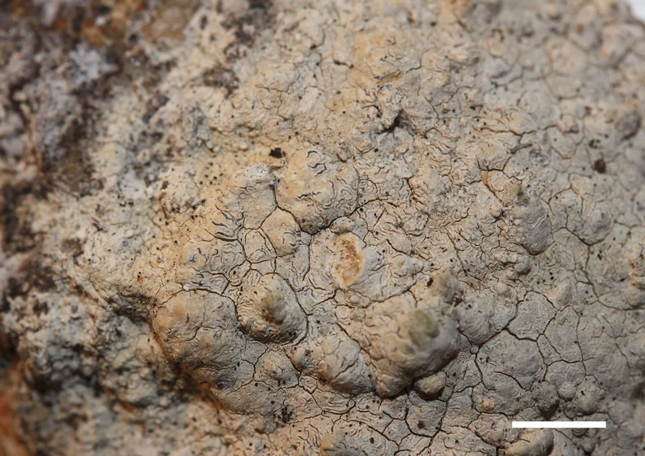 Fulvophyton calcicola (Fulvophyton calcicola) — photo mycologique