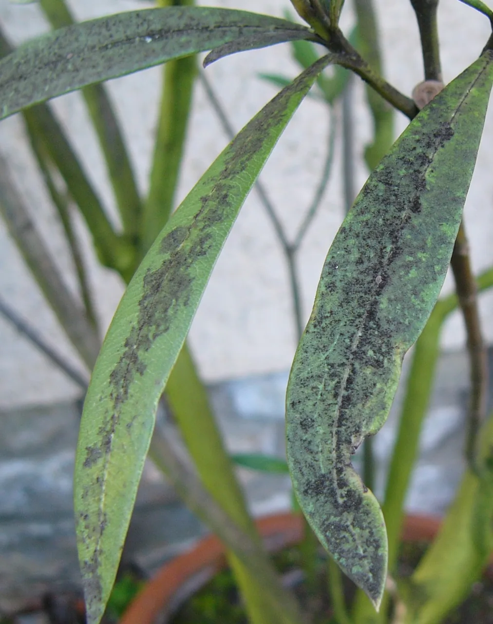 Fumago salicina (Fumago salicina) — photo mycologique