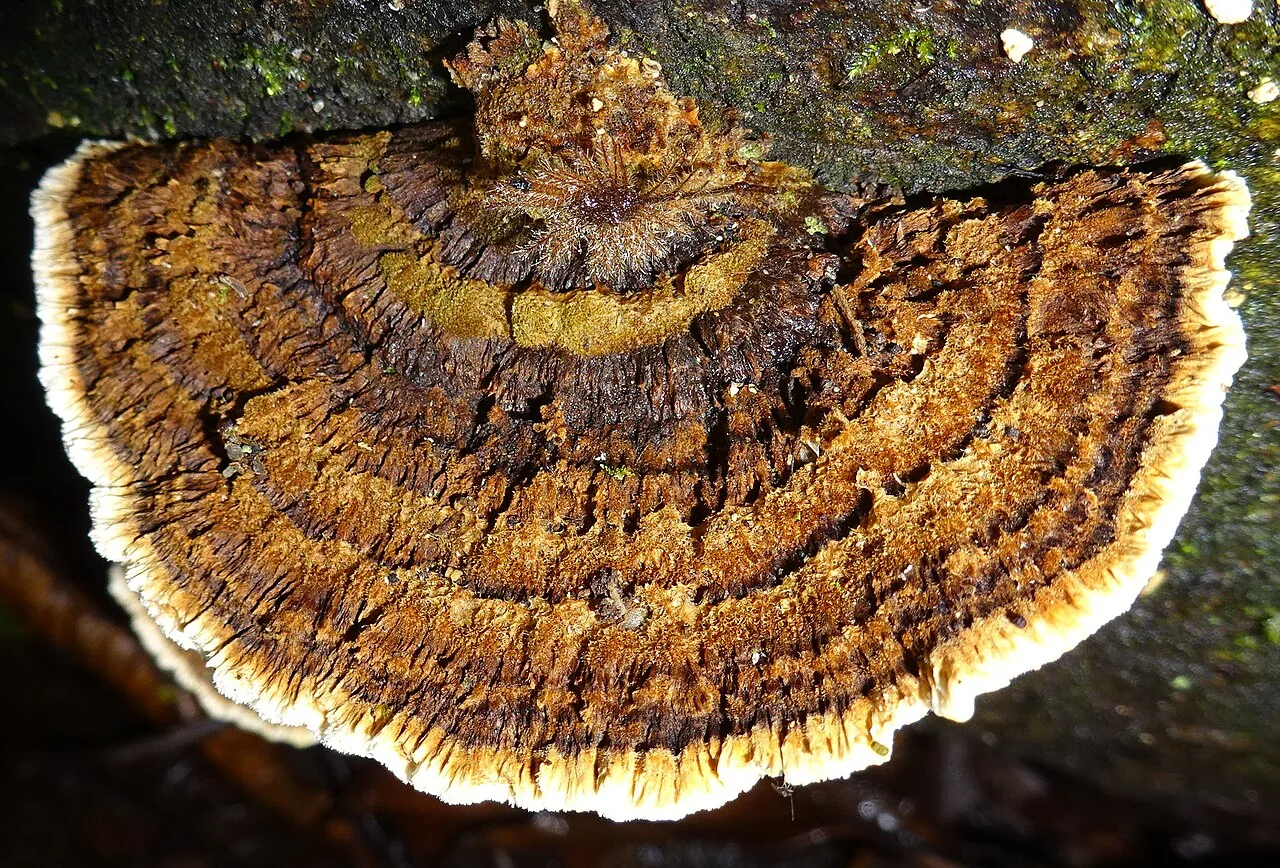 Funalia leonina (Funalia leonina) — photo mycologique