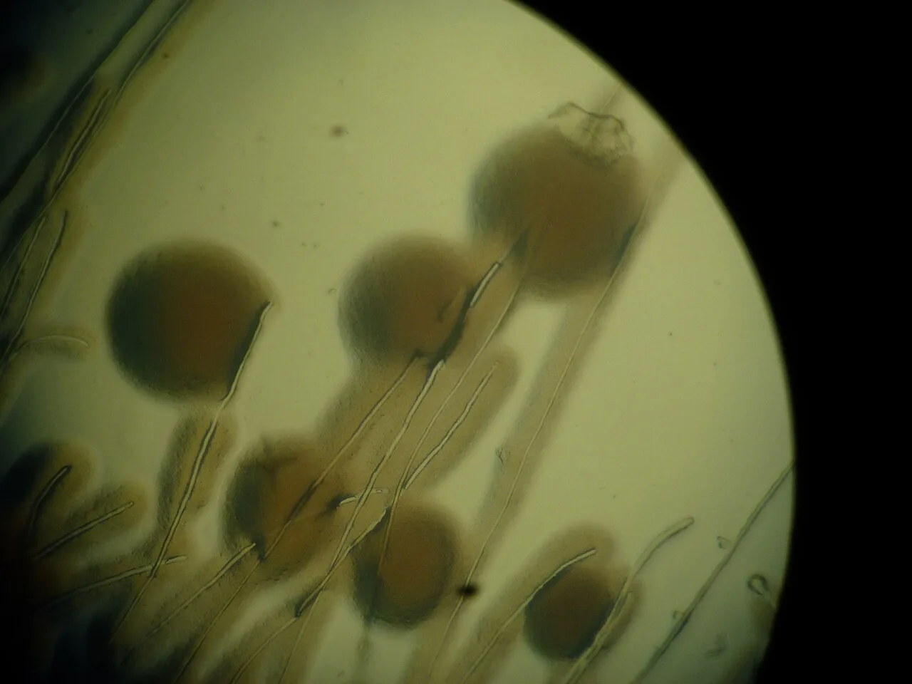 Funneliformis coronatus (Funneliformis coronatus) — photo mycologique