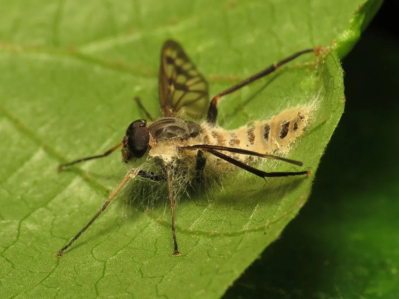 Furia gastropachae (Furia gastropachae) — photo mycologique
