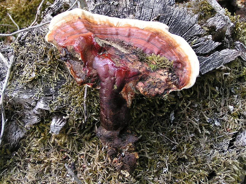 Furtadomyces sumptuosus (Furtadomyces sumptuosus) — photo mycologique