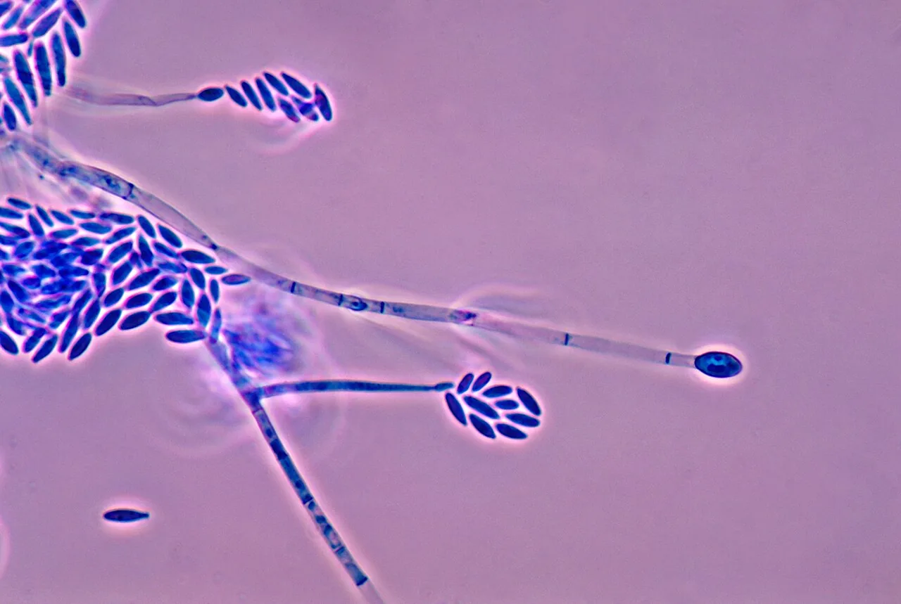 Fusarium dactylidis (Fusarium dactylidis) — photo mycologique