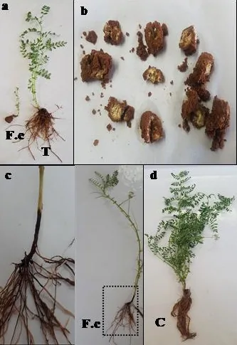 Fusarium equiseti (Fusarium equiseti) — photo mycologique