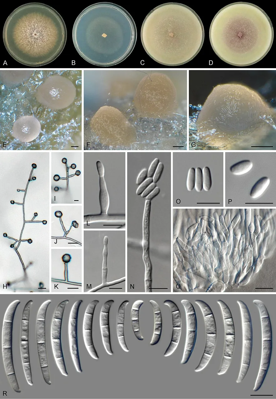 Fusarium fredkrugeri (Fusarium fredkrugeri) — photo mycologique