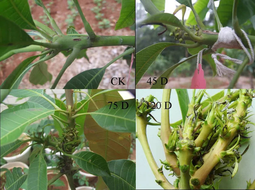 Fusarium mangiferae (Fusarium mangiferae) — photo mycologique
