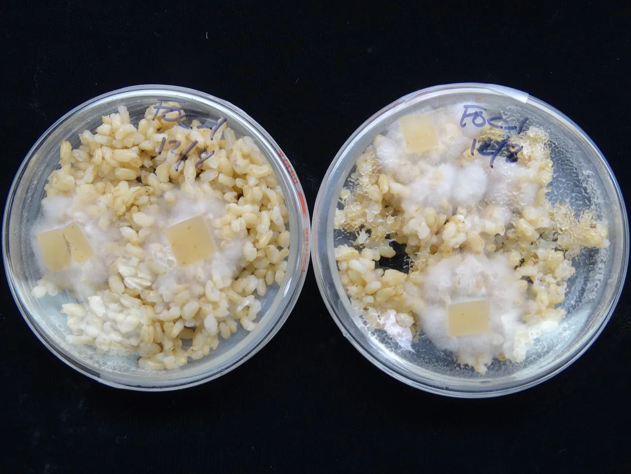 Fusarium odoratissimum (Fusarium odoratissimum) — photo mycologique