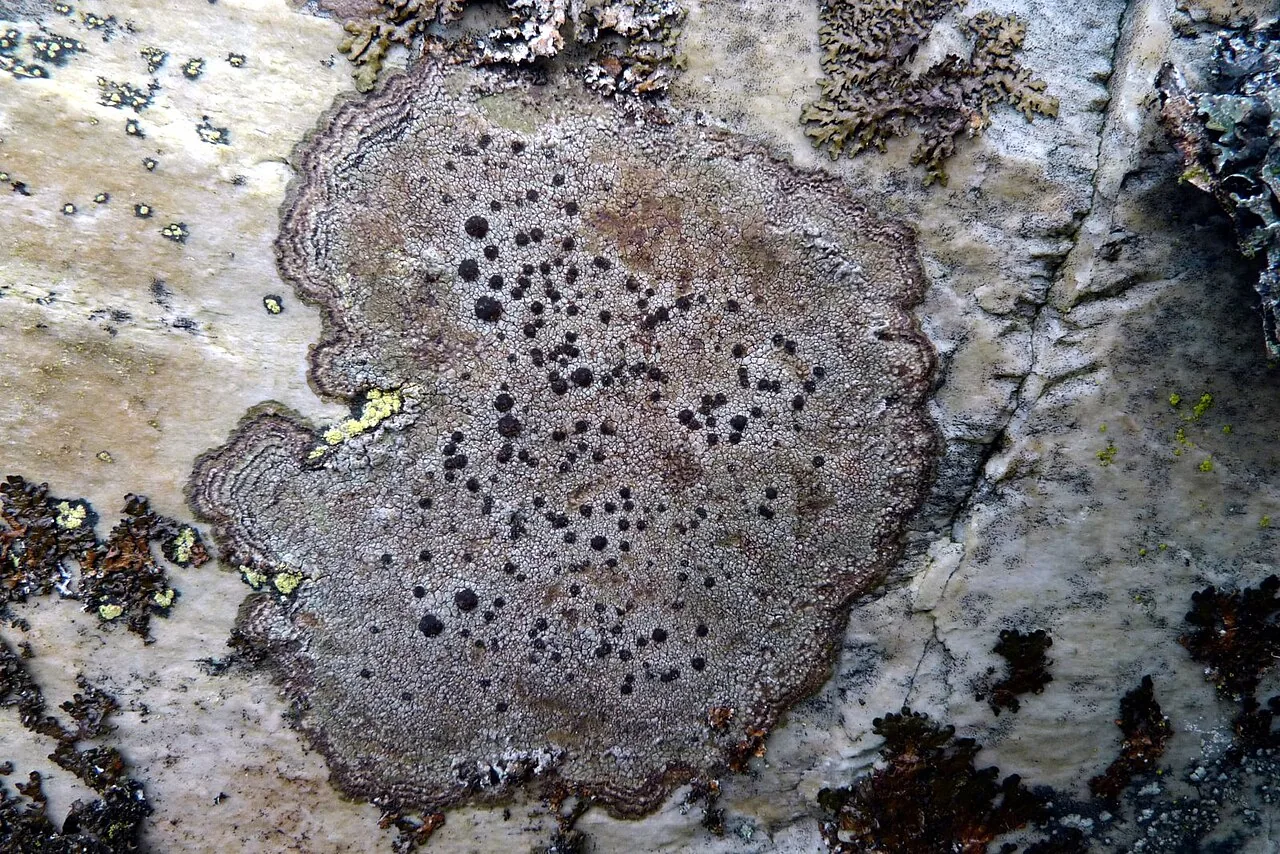 Fuscidea commixta (Fuscidea commixta) — photo mycologique