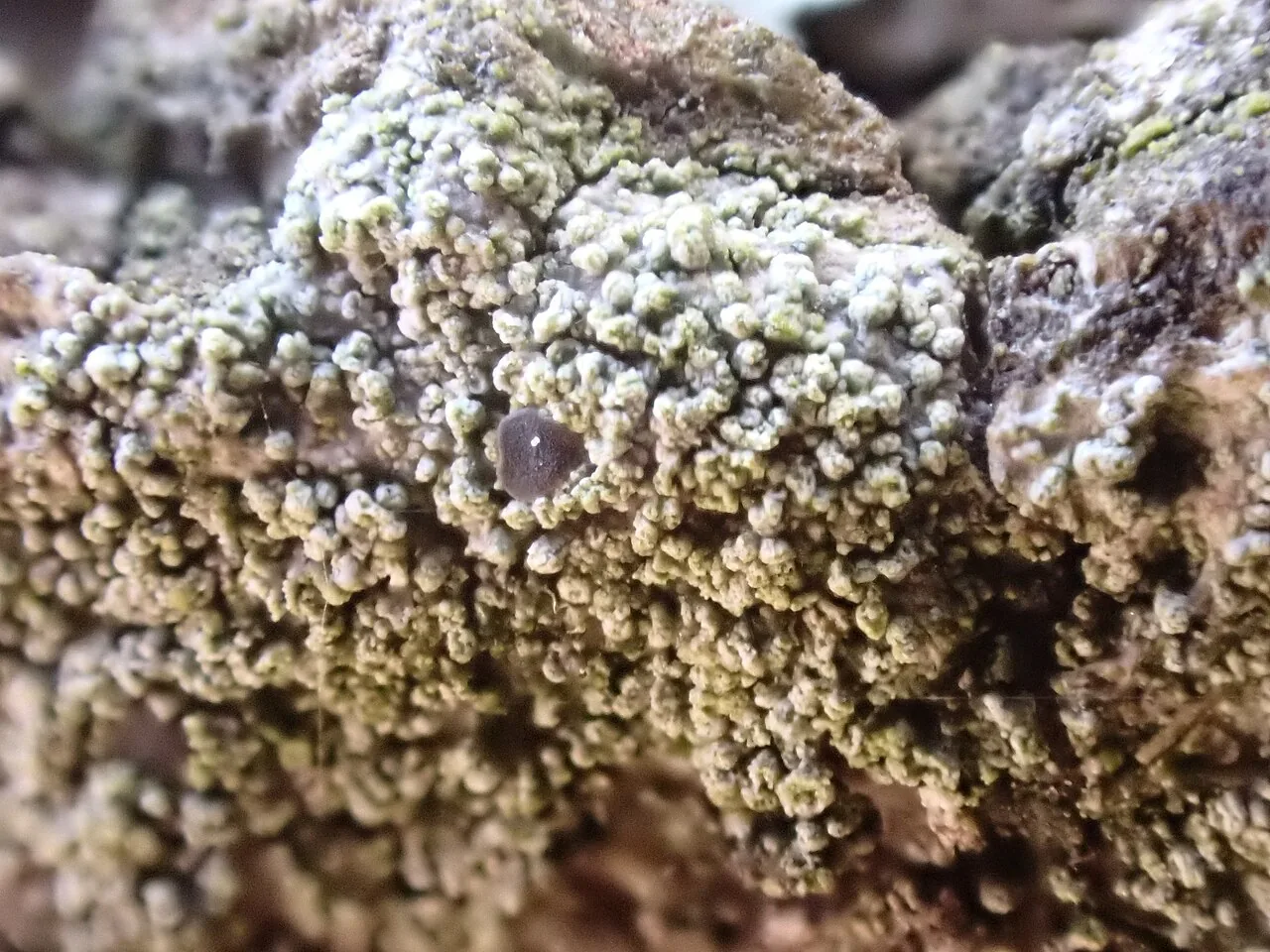 Fuscidea lightfootii (Fuscidea lightfootii) — photo mycologique
