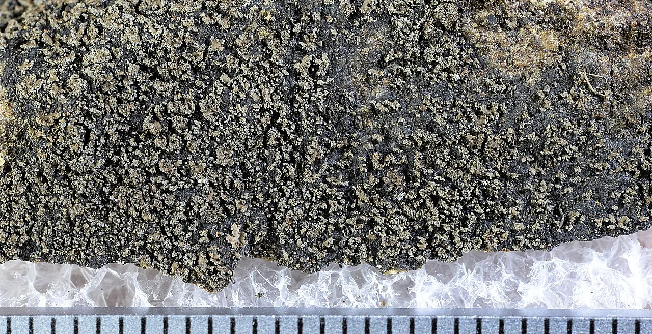 Fuscopannaria confusa (Fuscopannaria confusa) — photo mycologique