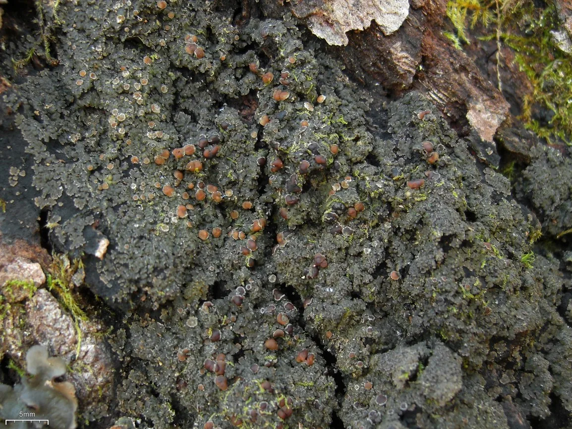 Fuscopannaria leucosticta (Fuscopannaria leucosticta) — photo mycologique