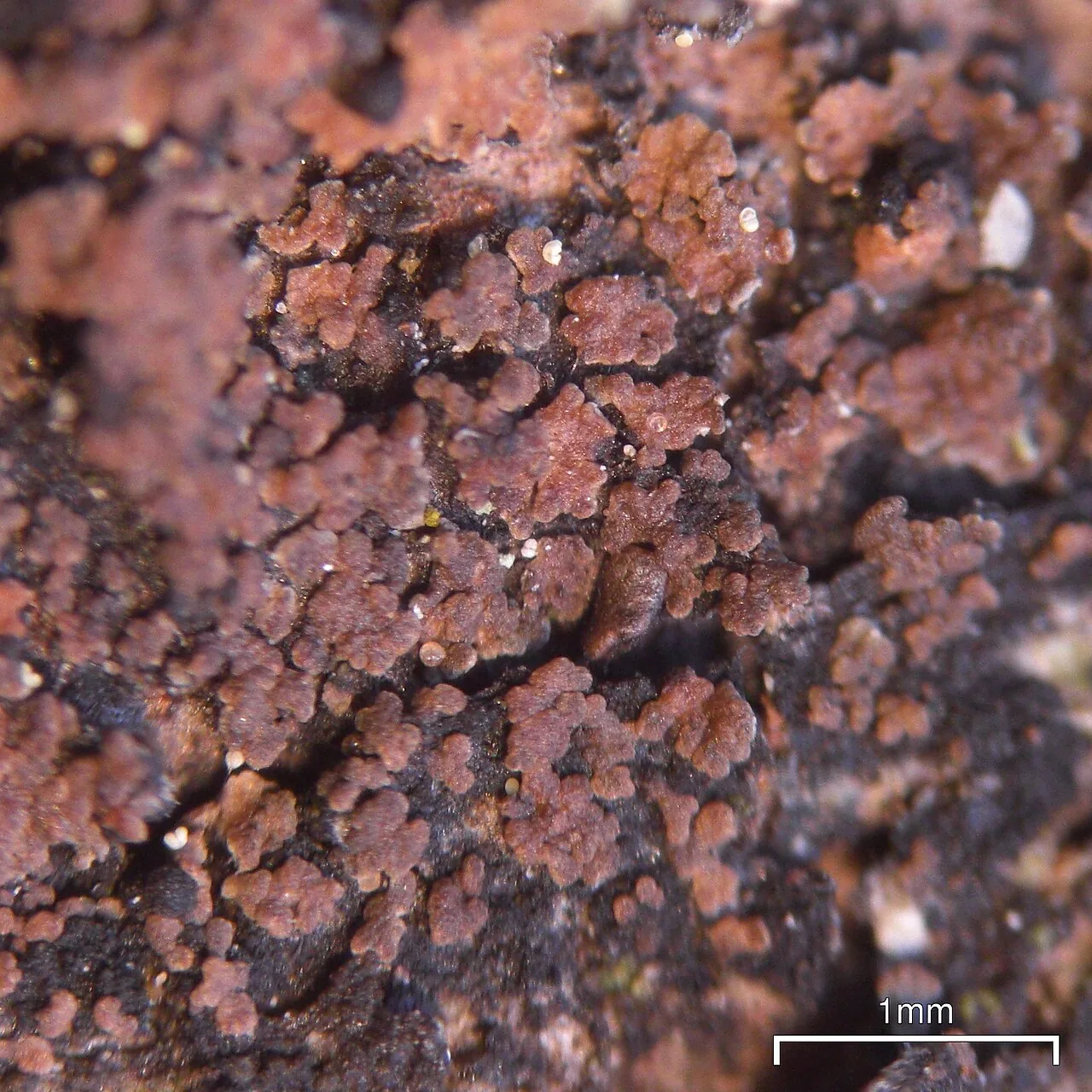 Fuscopannaria protensa (Fuscopannaria protensa) — photo mycologique