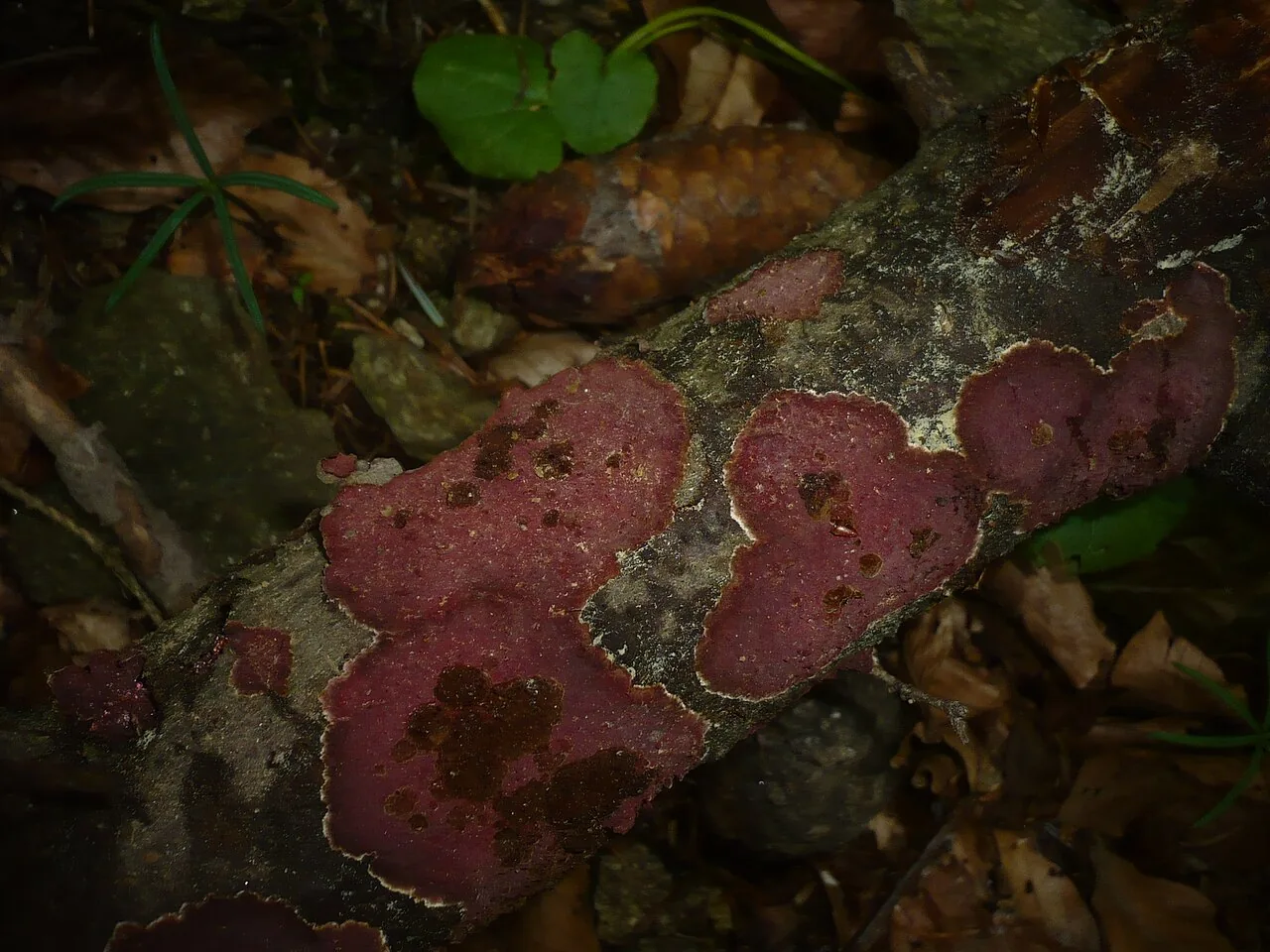 Fuscoporella castletonensis (Fuscoporella castletonensis) — photo mycologique