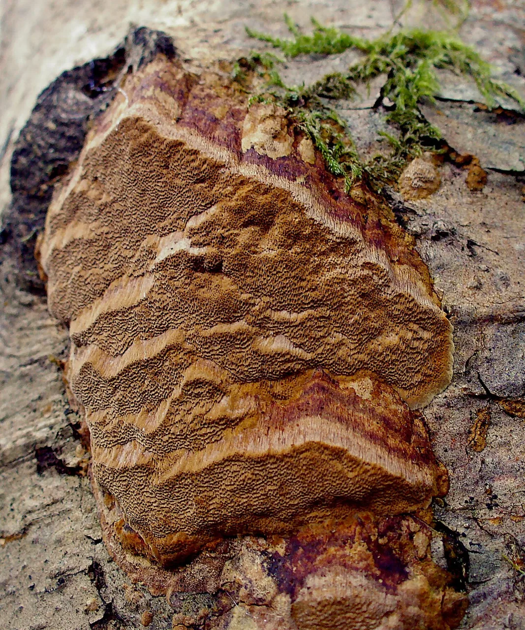Fuscoporia eucalypti (Fuscoporia eucalypti) — photo mycologique