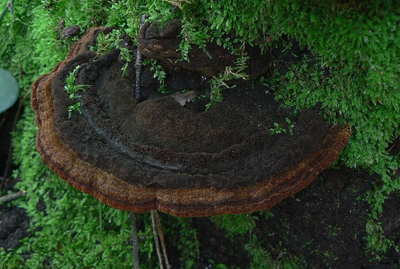 Fuscoporia torulosa (Fuscoporia torulosa) — photo mycologique