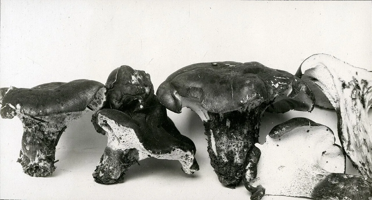 Fuscopostia leucomallella (Fuscopostia leucomallella) — photo mycologique