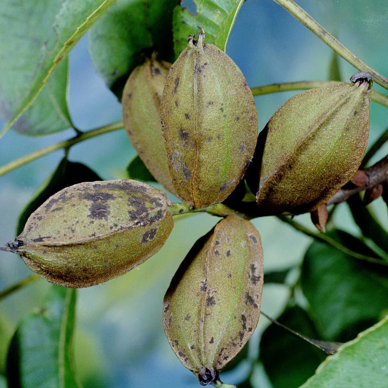 Fusicladium ramoconidii (Fusicladium ramoconidii) — photo mycologique