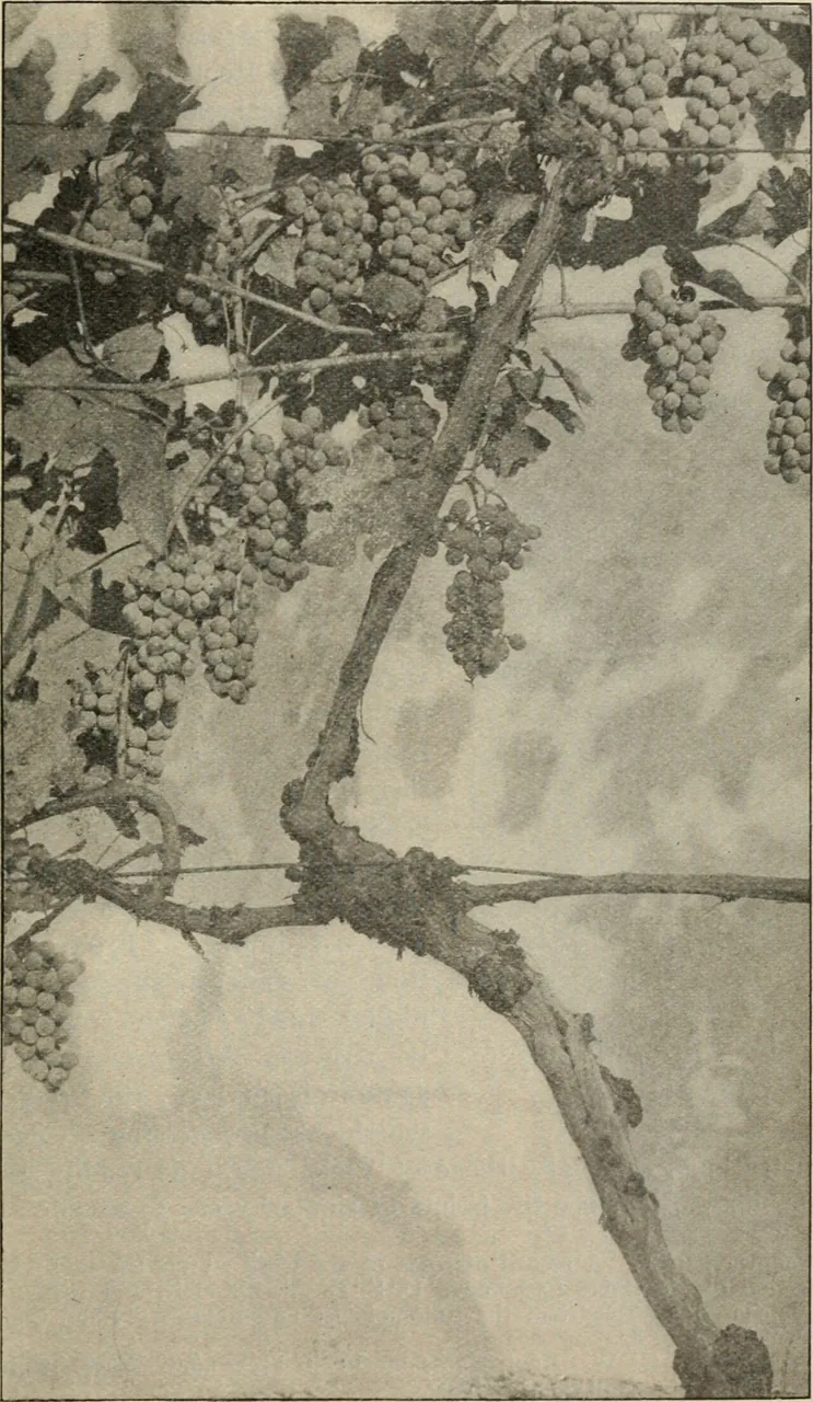 Fusicoccum macrosporum (Fusicoccum macrosporum) — photo mycologique