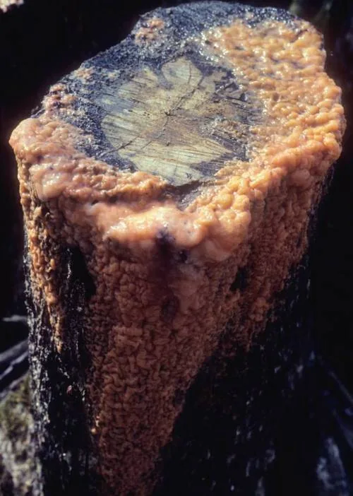 Fusicolla quarantenae (Fusicolla quarantenae) — photo mycologique