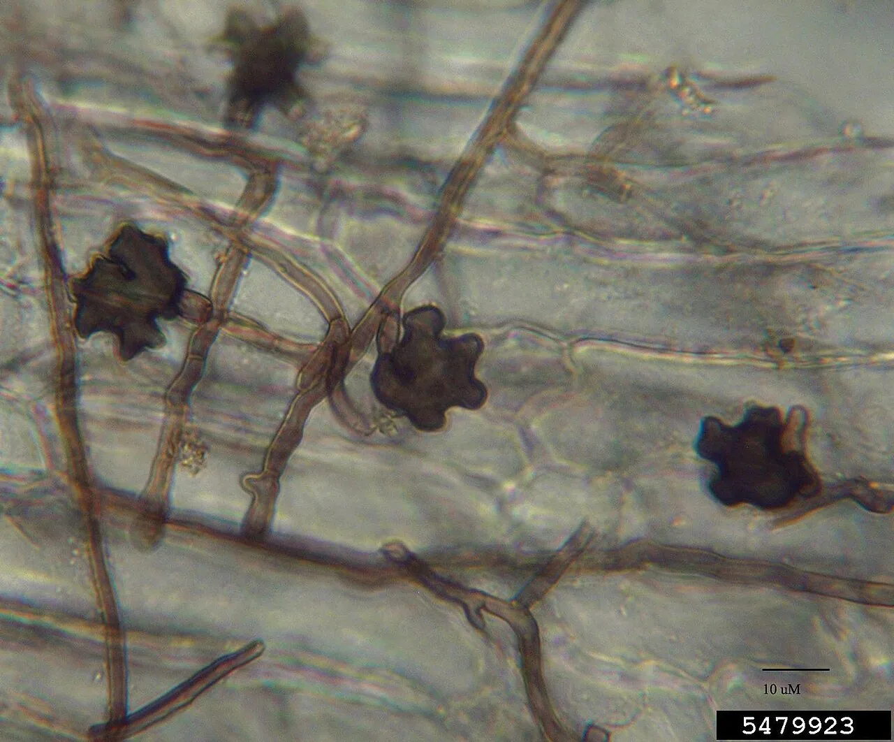 Gaeumannomyces radicicola (Gaeumannomyces radicicola) — photo mycologique