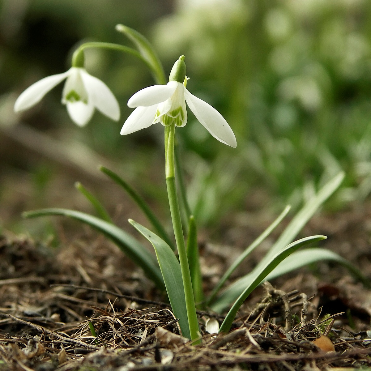 Perce-neige (Galanthus) — photo botanique