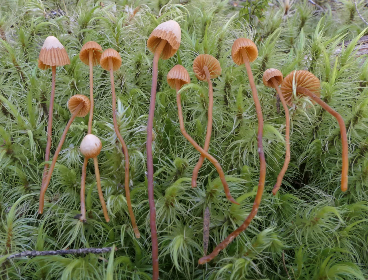 Galerina atkinsoniana (Galerina atkinsoniana) — photo mycologique