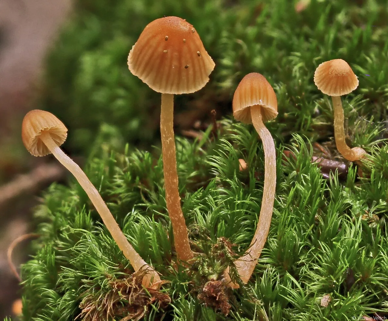 Galerina cerina (Galerina cerina) — photo mycologique
