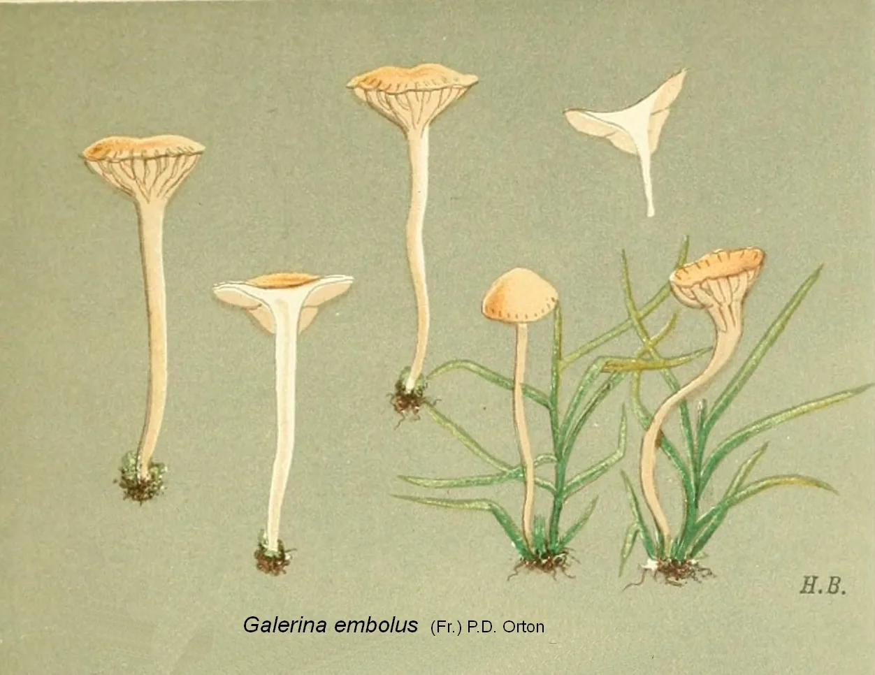 Galerina embolus (Galerina embolus) — photo mycologique
