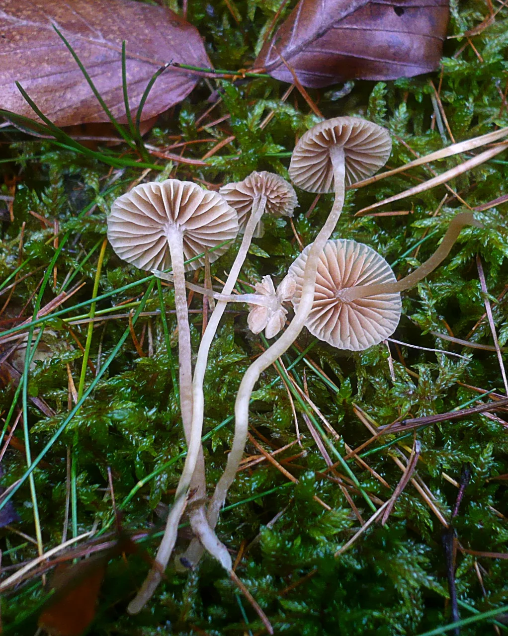 Galerina graminea (Galerina graminea) — photo mycologique