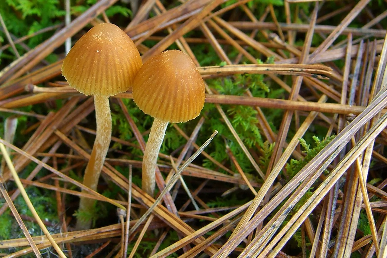 Galerina heterocystis (Galerina heterocystis) — photo mycologique