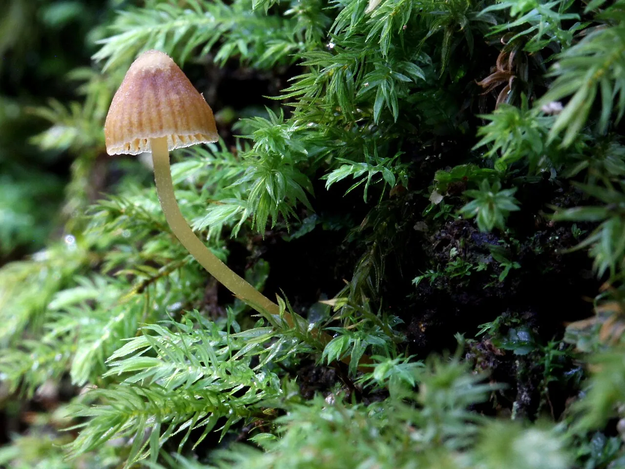 Galerina hypnorum (Galerina hypnorum) — photo mycologique