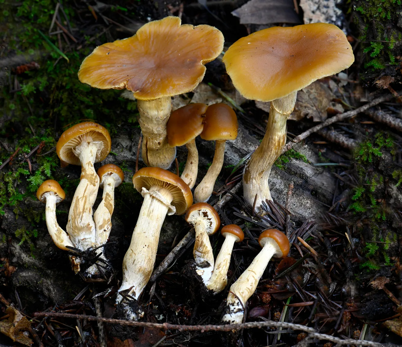 Galerina oregonensis (Galerina oregonensis) — photo mycologique