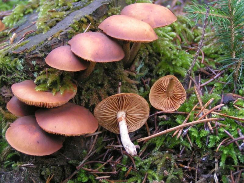 Galerina pseudocerina (Galerina pseudocerina) — photo mycologique