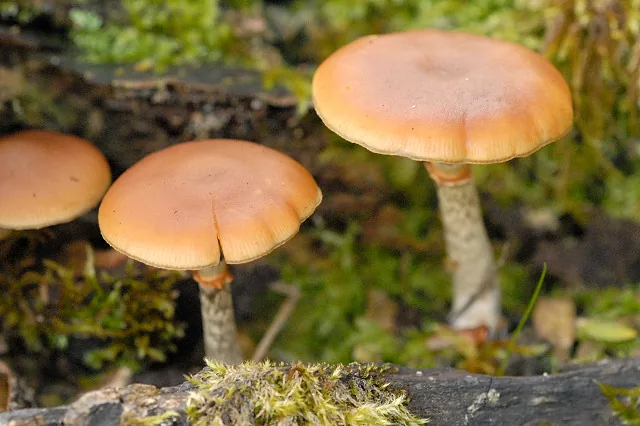 Galerina stylifera (Galerina stylifera) — photo mycologique
