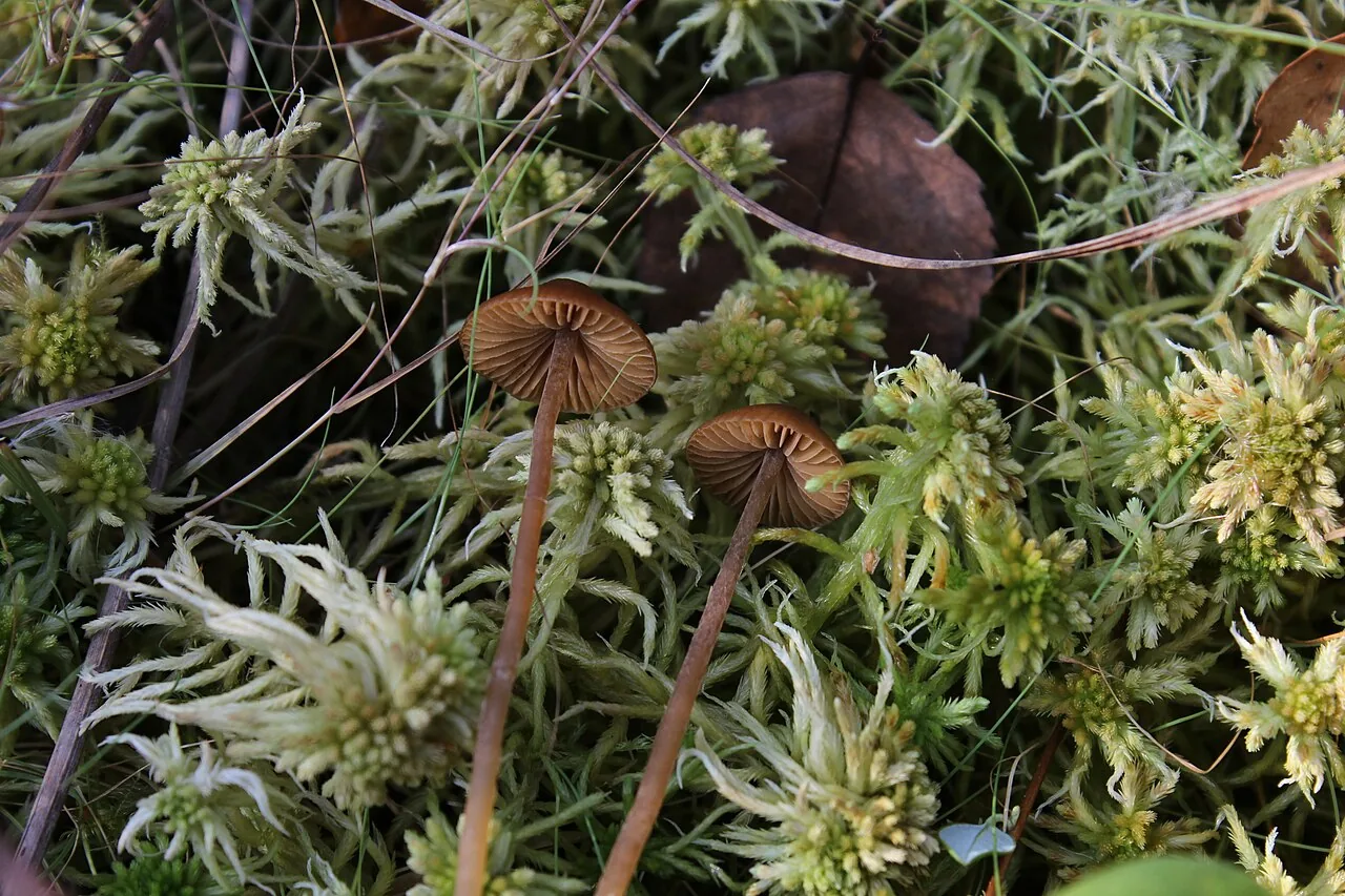Galerina tibiicystis (Galerina tibiicystis) — photo mycologique