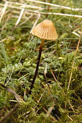 Galerina tsugae (Galerina tsugae) — photo mycologique