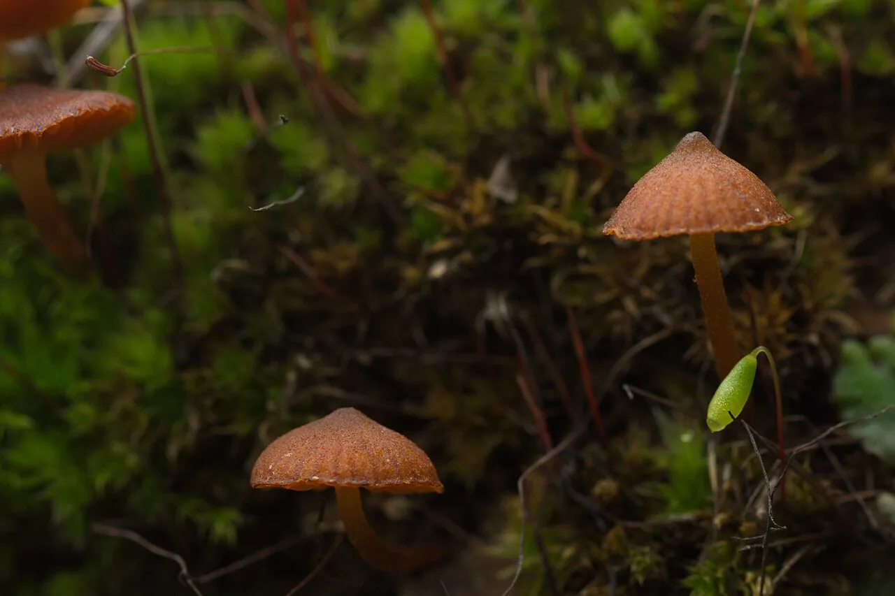 Galerina uncialis (Galerina uncialis) — photo mycologique