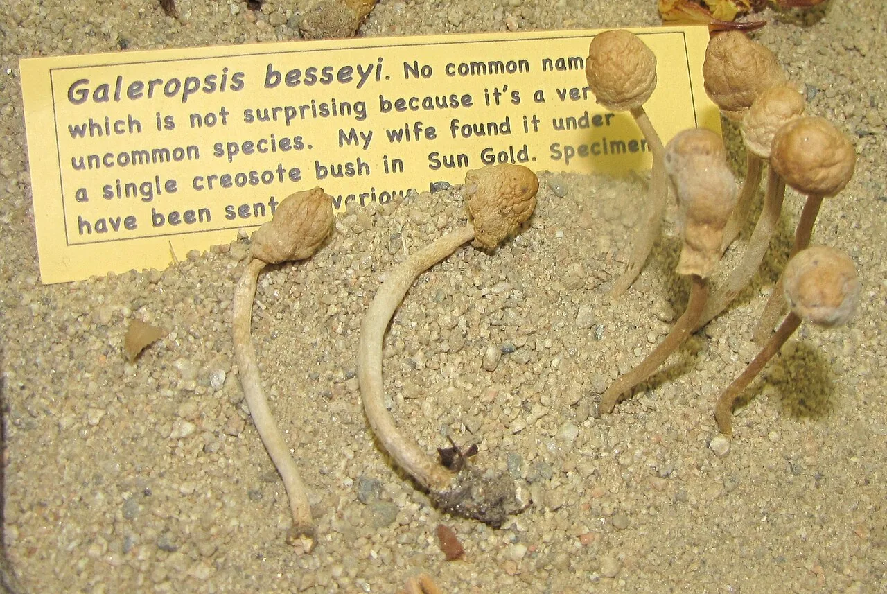Galeropsis bispora (Galeropsis bispora) — photo mycologique