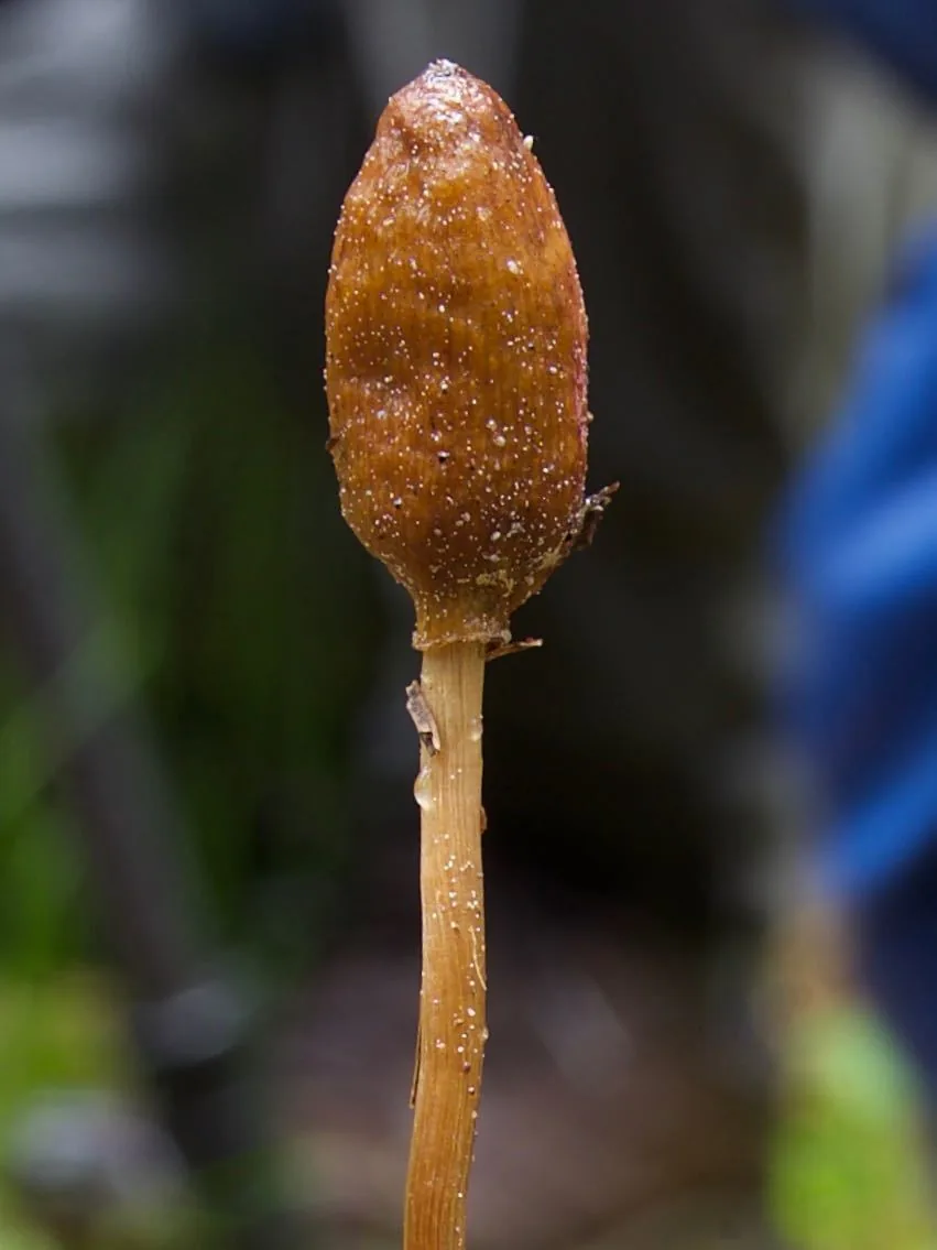 Galeropsis polytrichoides (Galeropsis polytrichoides) — photo mycologique