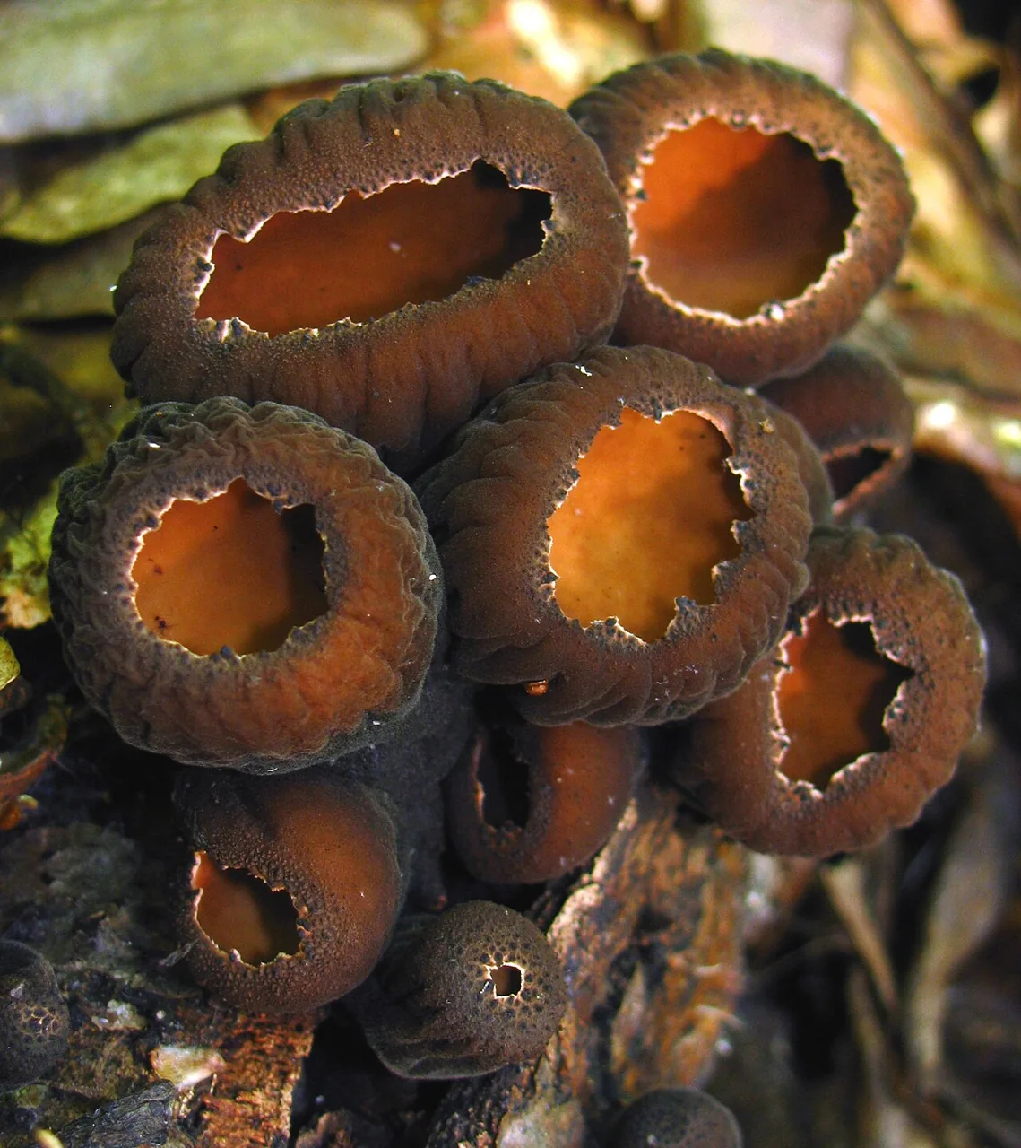 Galiella japonica (Galiella japonica) — photo mycologique
