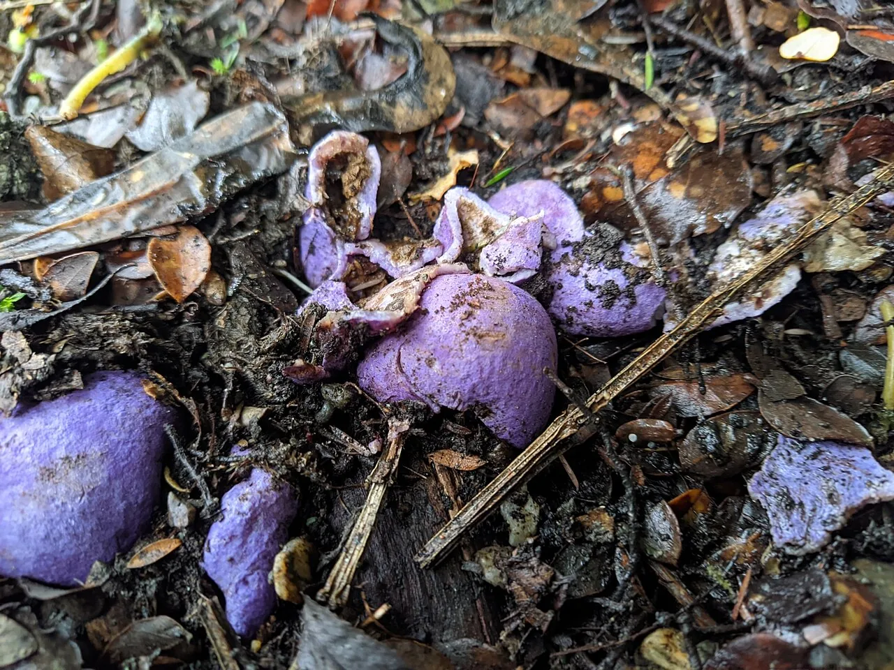Gallacea eburnea (Gallacea eburnea) — photo mycologique