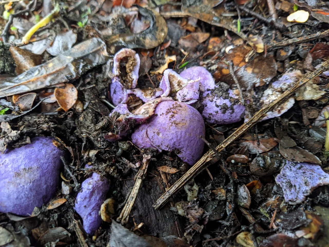 Gallacea subalpina (Gallacea subalpina) — photo mycologique