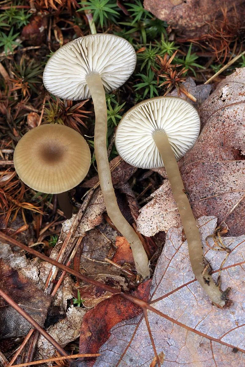 Gamundia hygrocyboides (Gamundia hygrocyboides) — photo mycologique