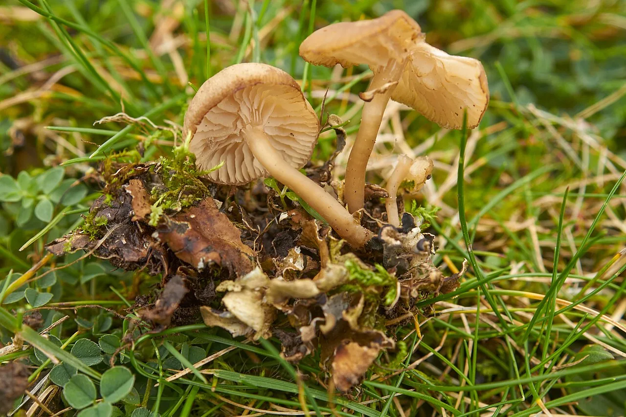 Gamundia xerophila (Gamundia xerophila) — photo mycologique