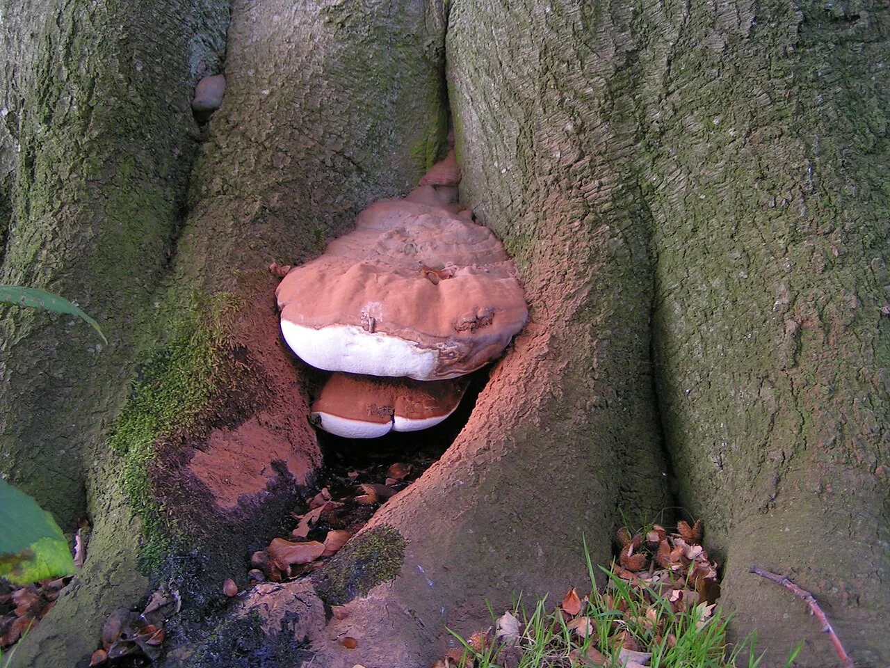 Ganoderma adspersum (Ganoderma adspersum) — photo mycologique