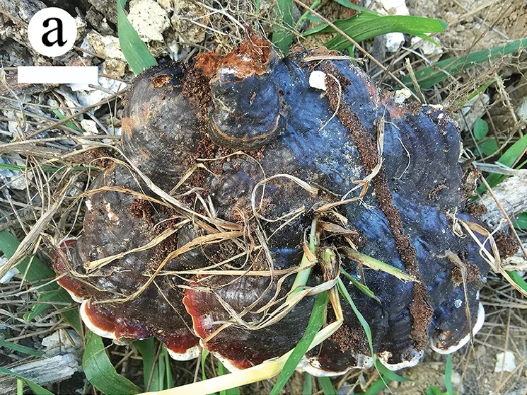 Ganoderma angustisporum (Ganoderma angustisporum) — photo mycologique