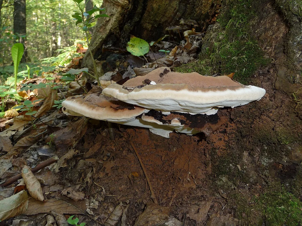 Ganoderma applanatum (Ganoderma applanatum) — photo mycologique