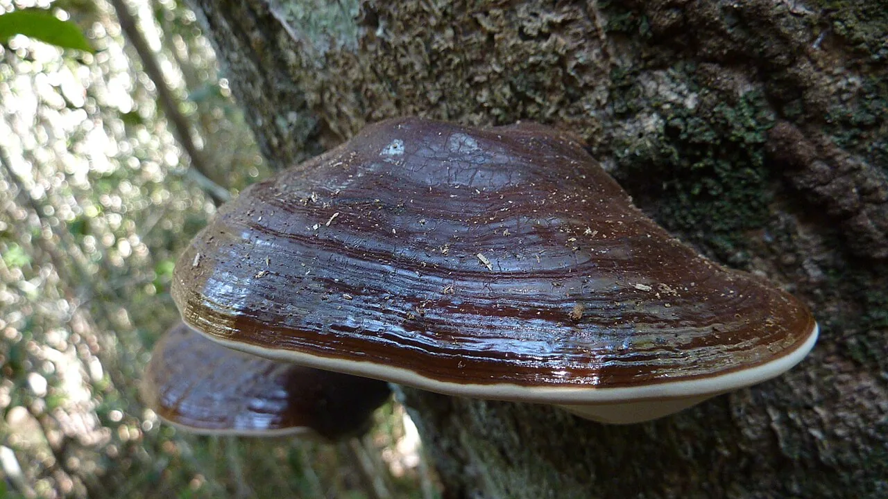 Ganoderma australe (Ganoderma australe) — photo mycologique